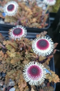 Leptinella atrata luteola - 8cm pot 